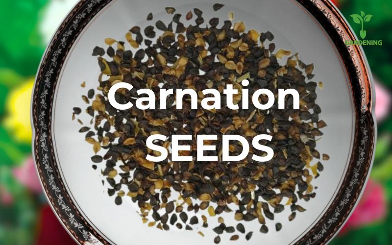 Carnation - from Seed to Splendor