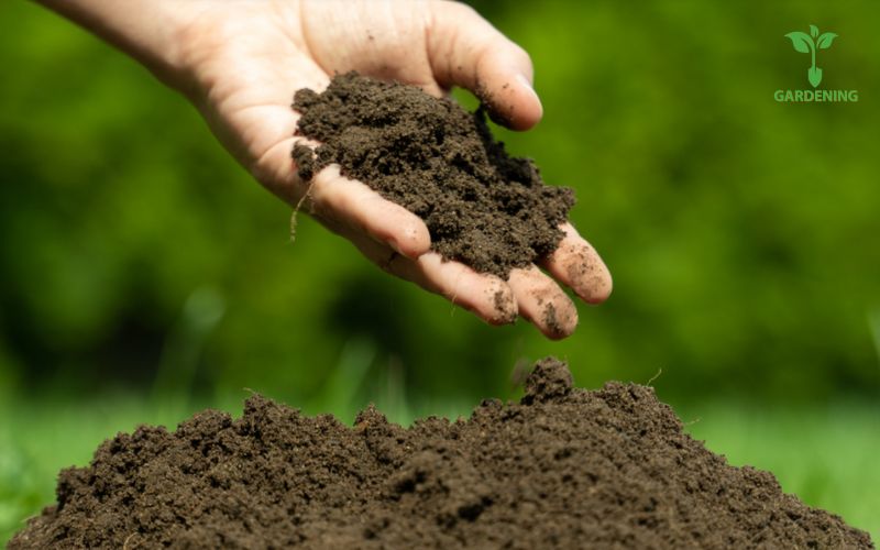 Soil is an important element to make Carnations grow better