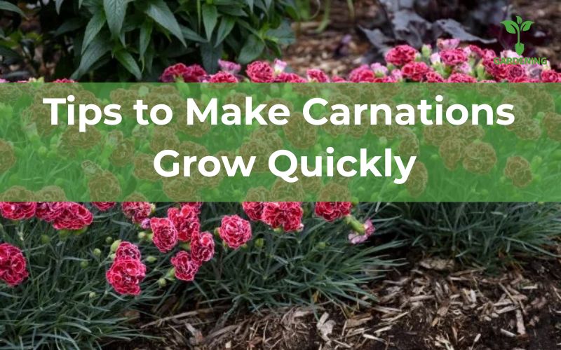 Tips to Make Carnations Grow Quickly