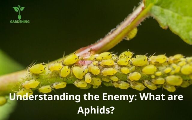 Understanding the Enemy: What are Aphids?