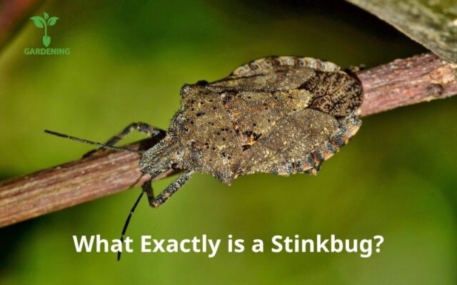 What Exactly is a Stinkbug?