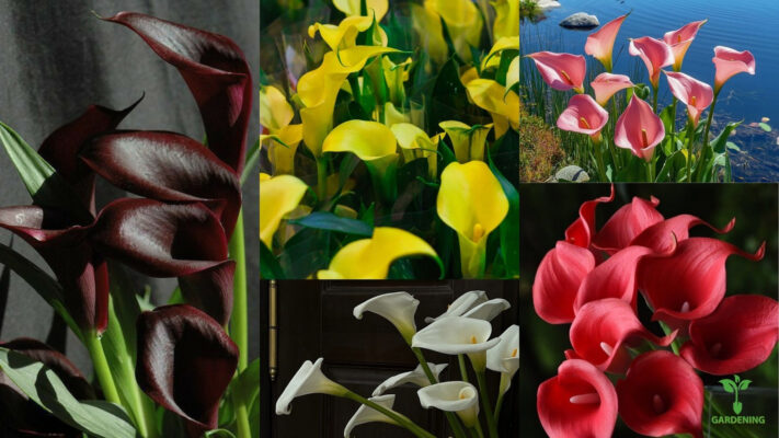 You can find calla lilies in many colors